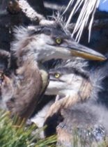 Herons