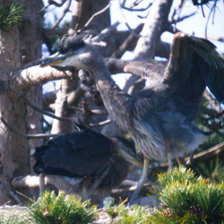 BeaconHillPark Herons