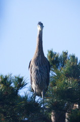 2016-05-30 17-52-57 - BUTL3339