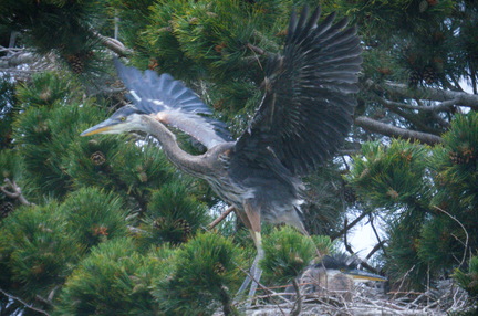 2016-06-08 12-46-19 - BUTL3437