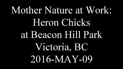 20160509 heronatbeaconhillpark2