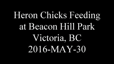 20160530b heronatbeaconhillpark