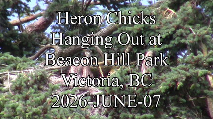 20260607 heronchickshangingout