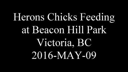 20160509 heronatbeaconhillpark