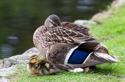 2016-05-04 18-41-20 - BUTL3044