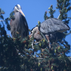 BeaconHillPark Herons